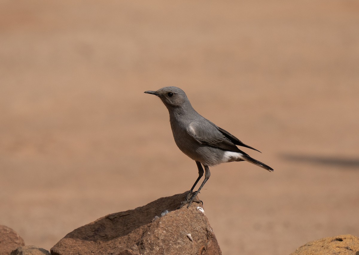 Mountain Chat - ML646440812