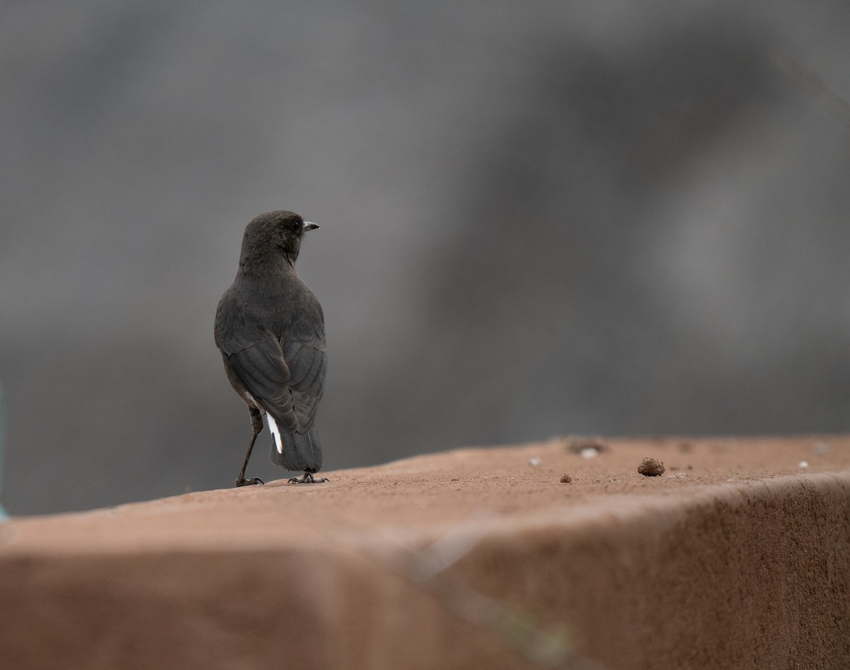 Mountain Chat - ML646440813