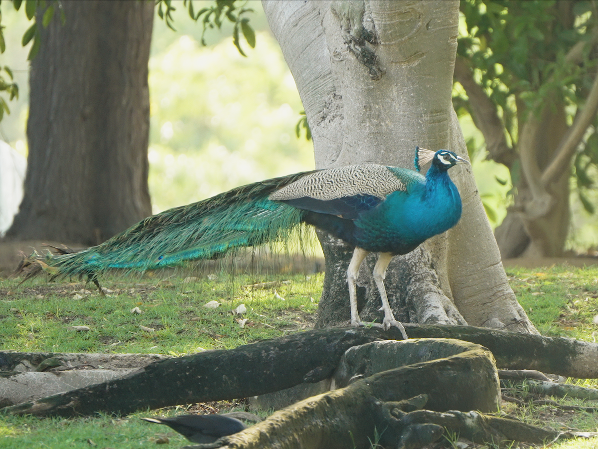 Indian Peafowl - ML646440818