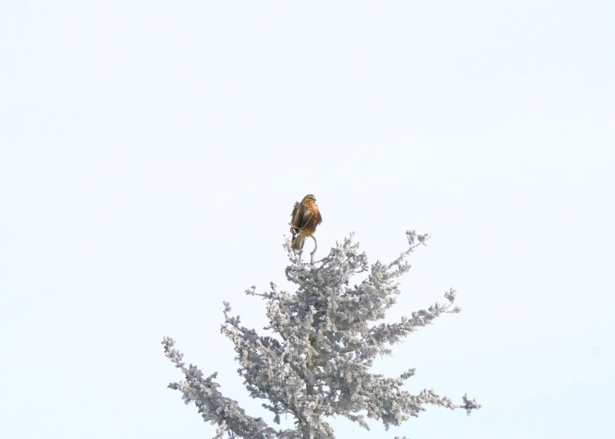Rough-legged Hawk - ML646440819