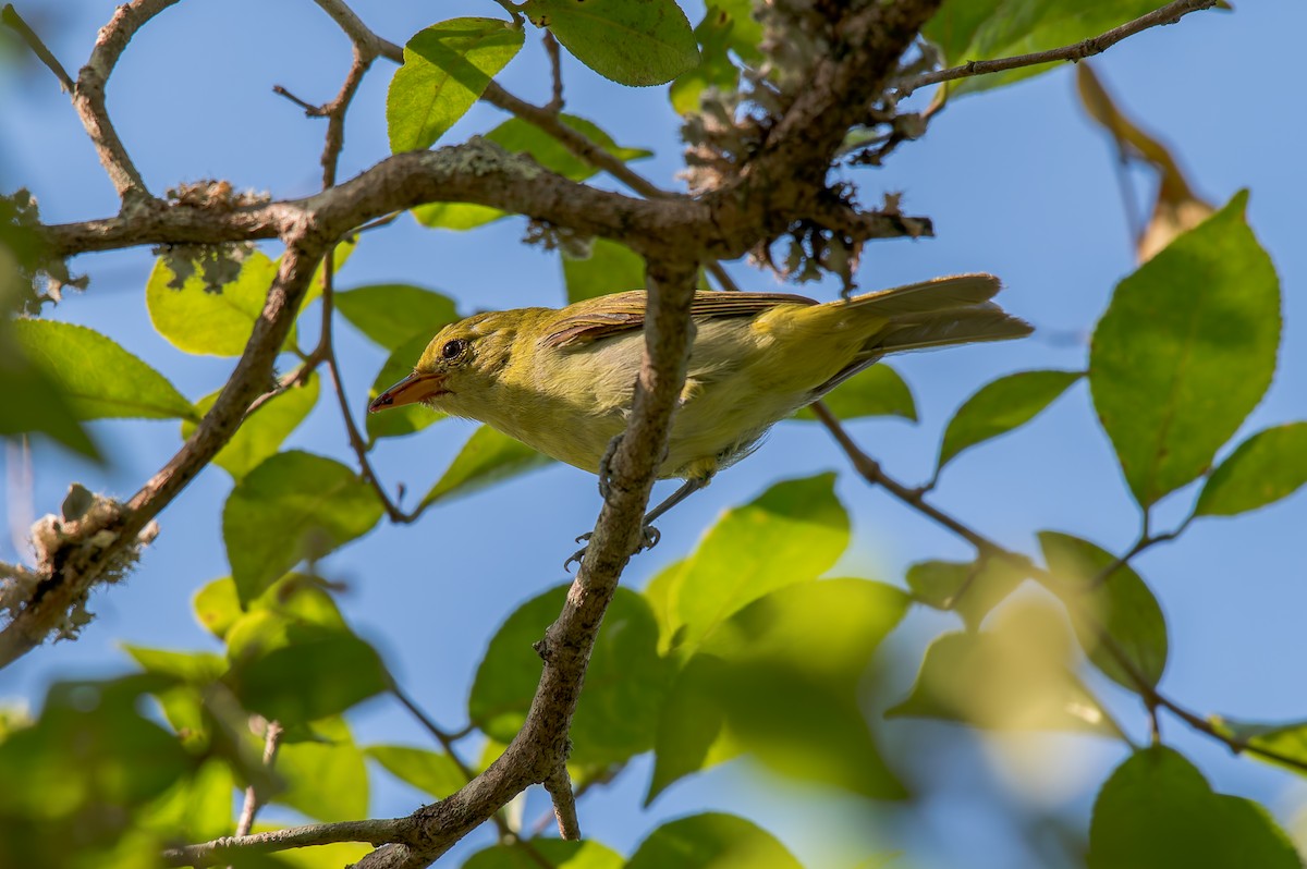 Guira Tanager - ML646440820