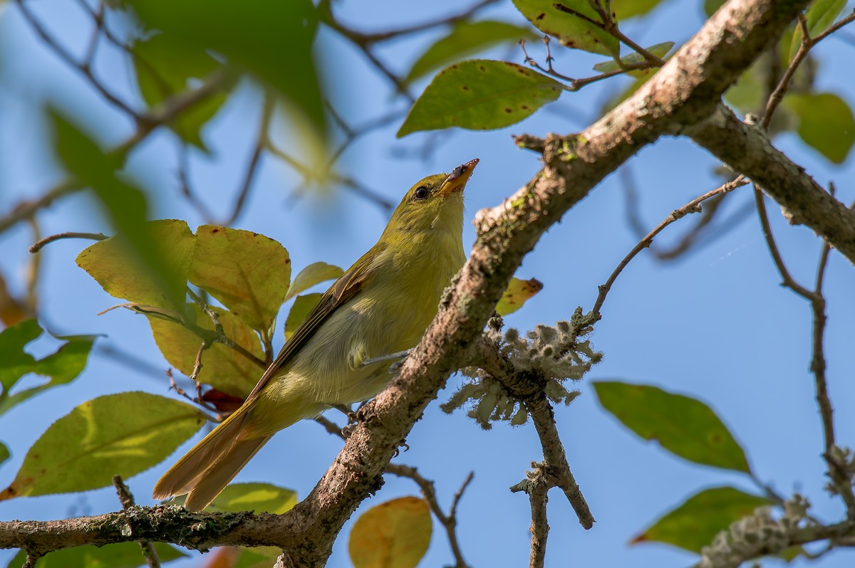 Guira Tanager - ML646440821