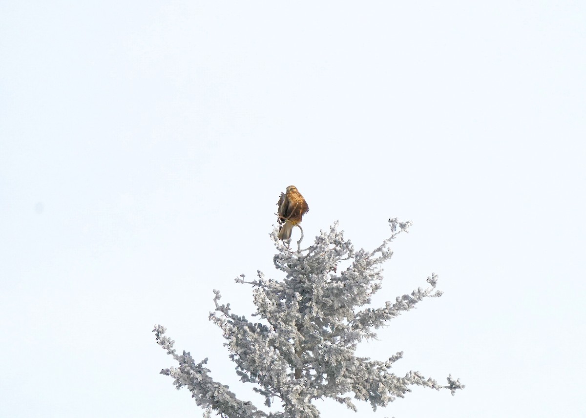 Rough-legged Hawk - ML646440822
