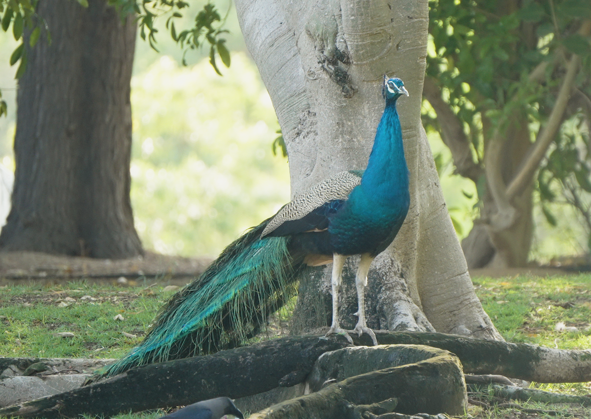 Indian Peafowl - ML646440827