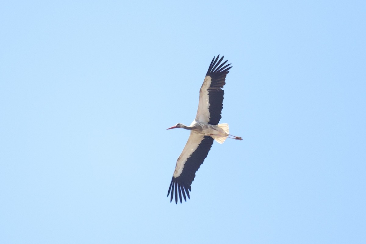 White Stork - ML646440828