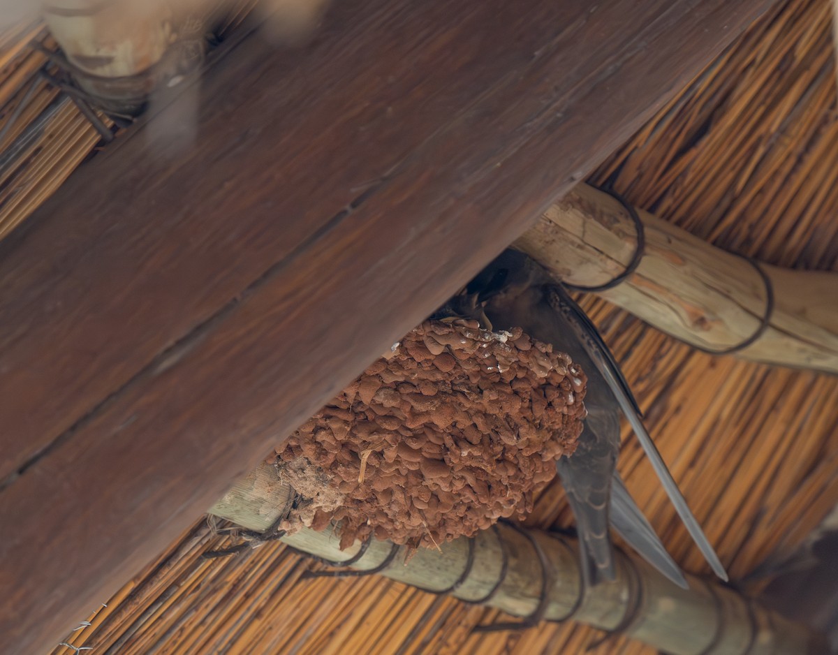 Southern Crag-Martin - ML646440829