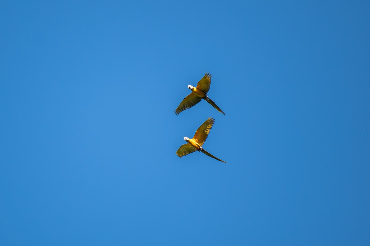 Blue-and-yellow Macaw - ML646440830