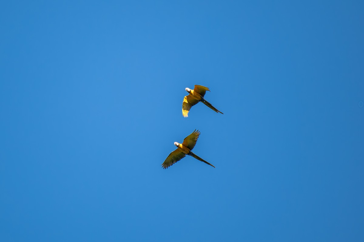 Сине-жёлтый ара - ML646440831