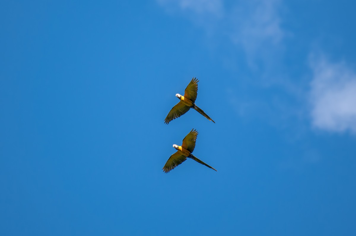 Blue-and-yellow Macaw - ML646440832
