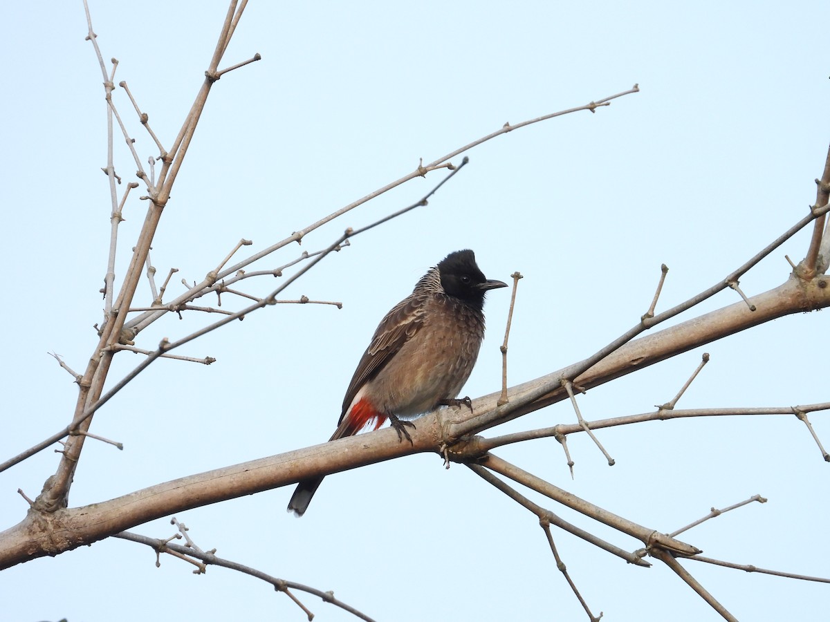 Красногузый бюльбюль - ML646440833