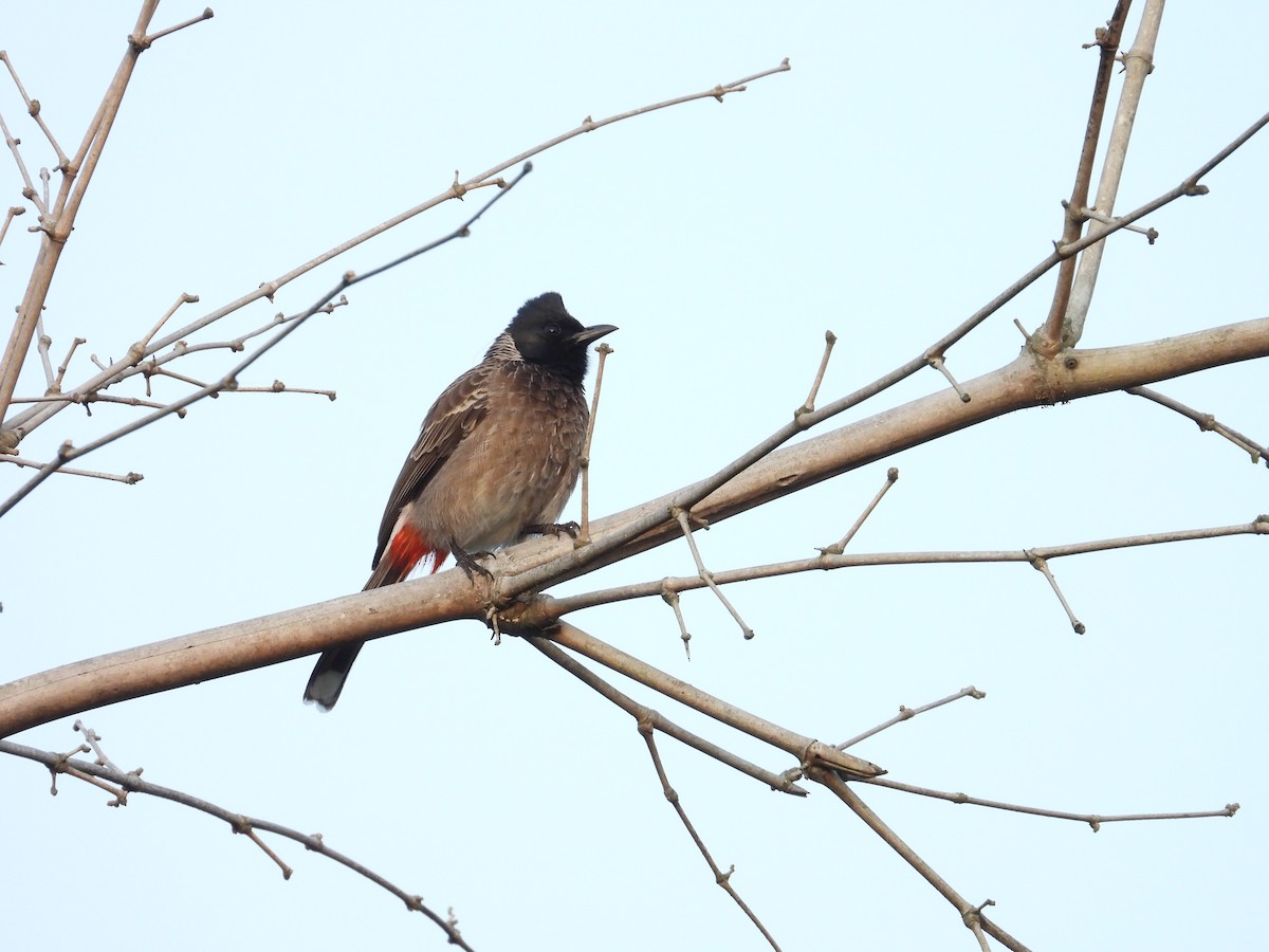 Красногузый бюльбюль - ML646440834