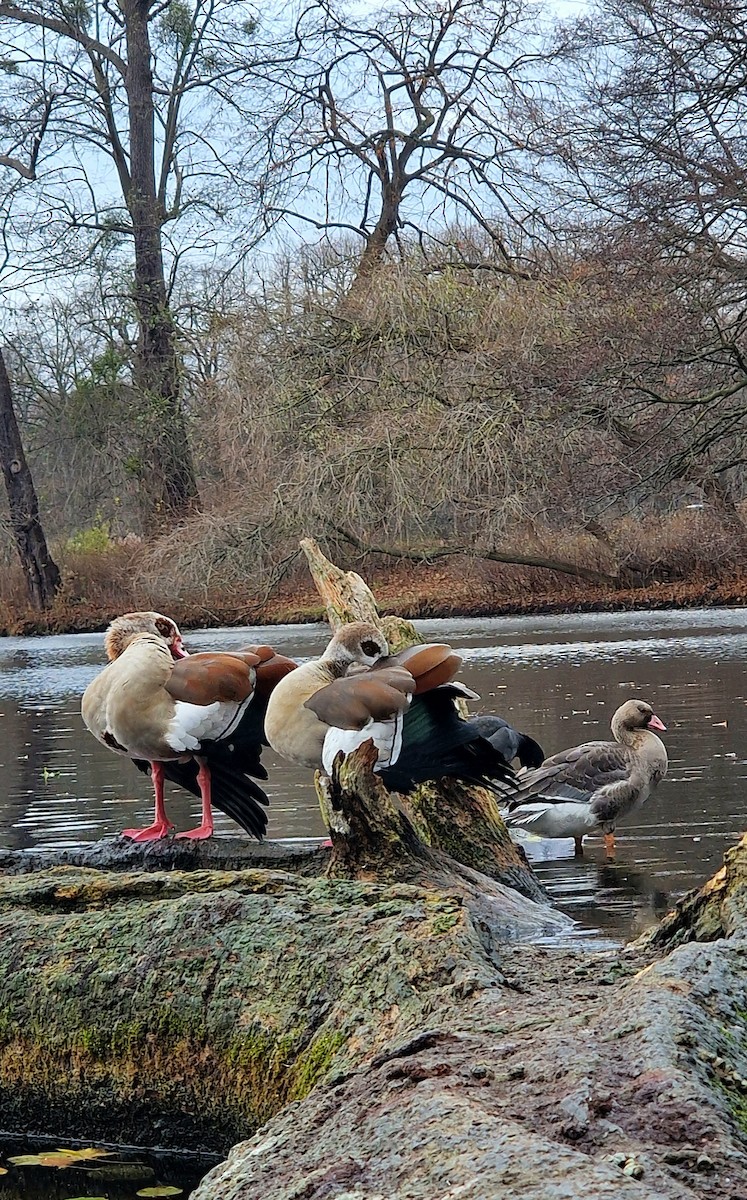 Белолобый гусь - ML646440835