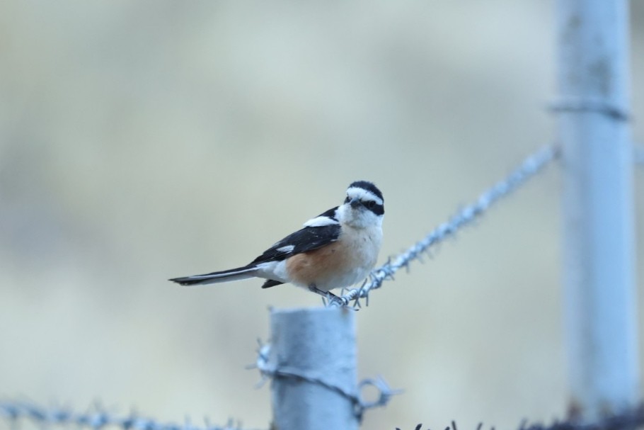 Маскированный сорокопут - ML646440837