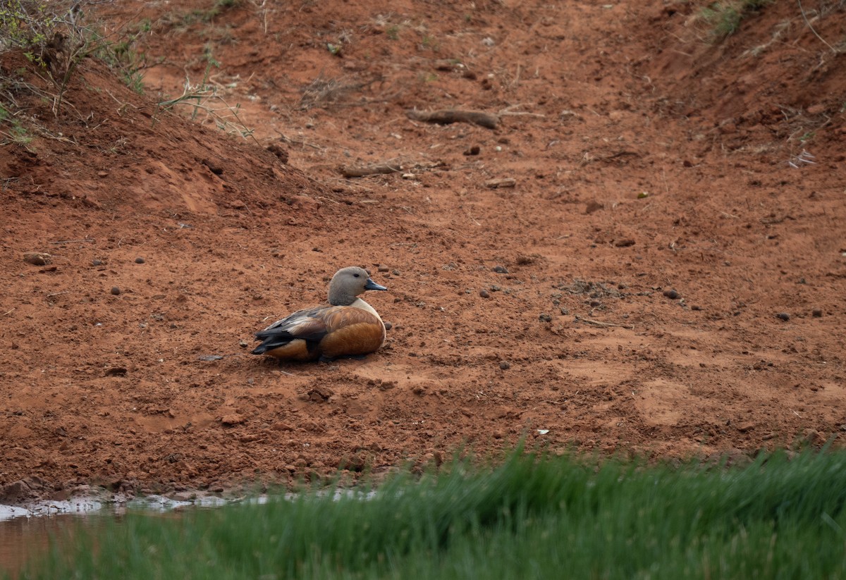 Сероголовый огарь - ML646440838