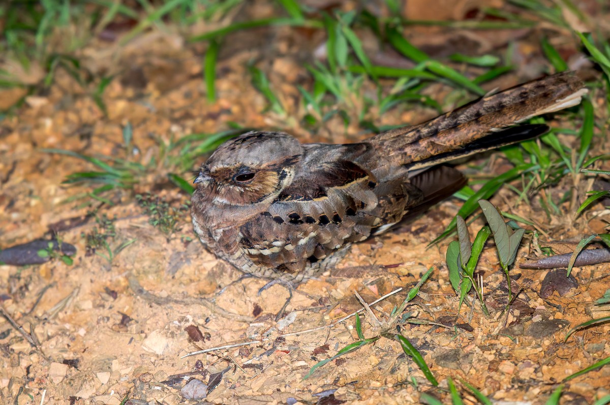 Пораке - ML646440839