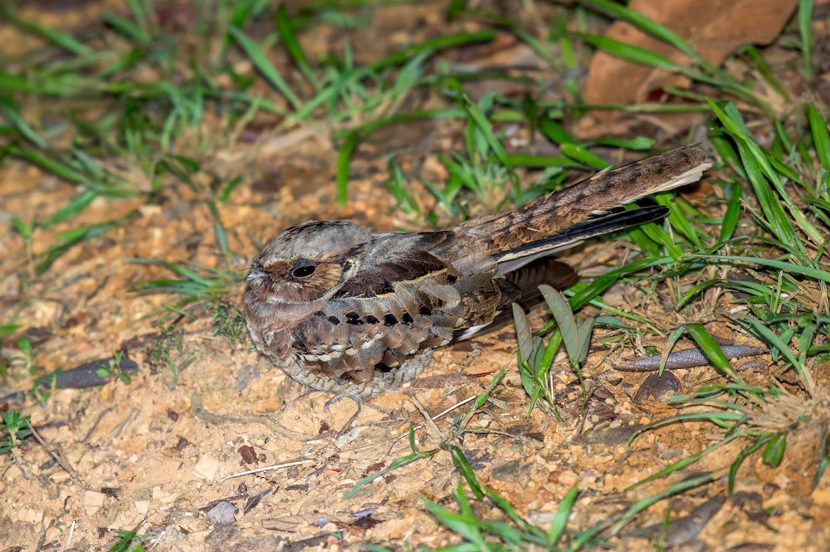 Пораке - ML646440840