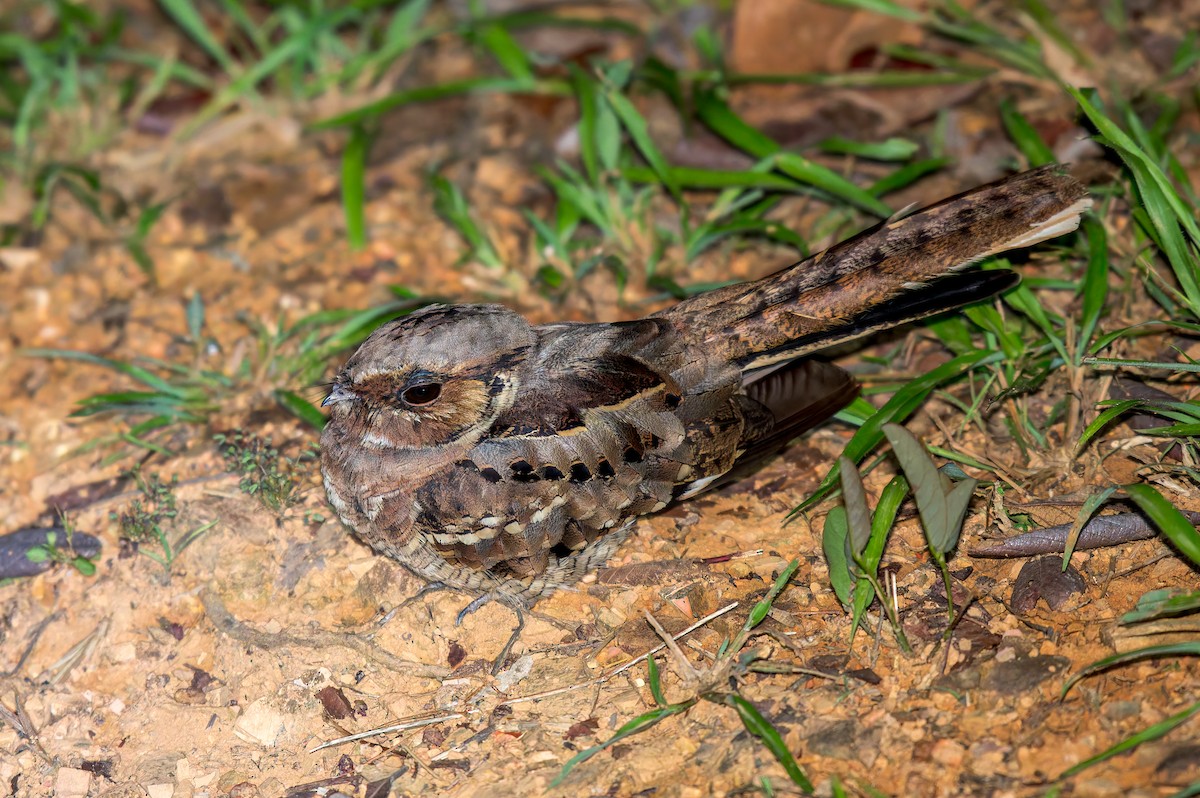 Пораке - ML646440841