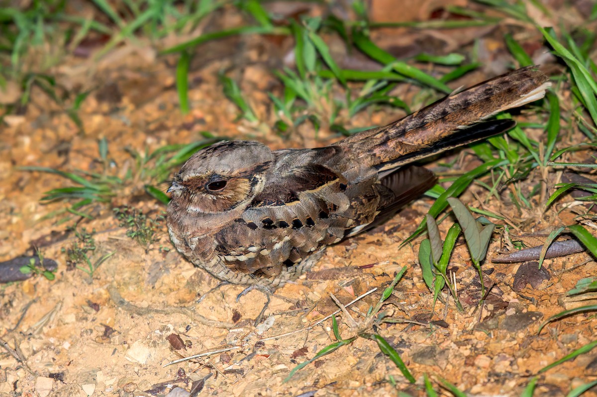 Пораке - ML646440842