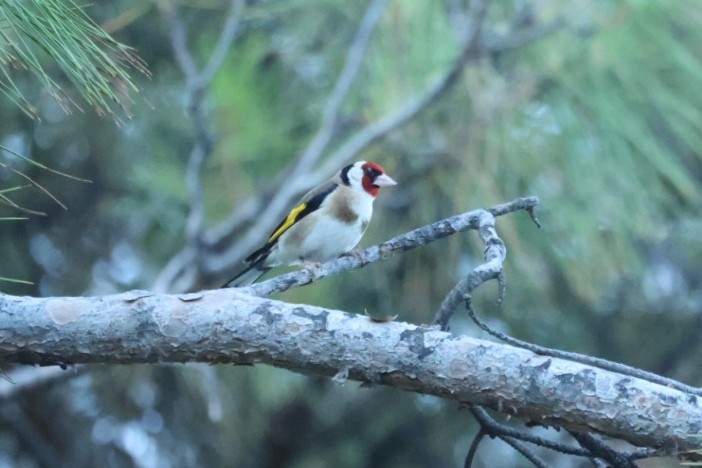 Щегол - ML646440843