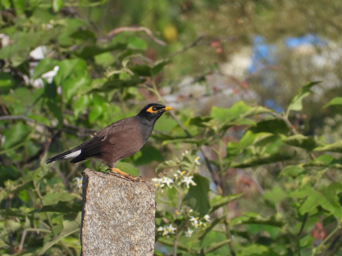 Майна - ML646440844