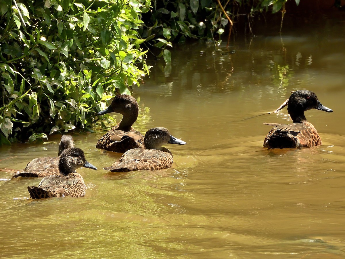 Каштановый чирок - ML646440845