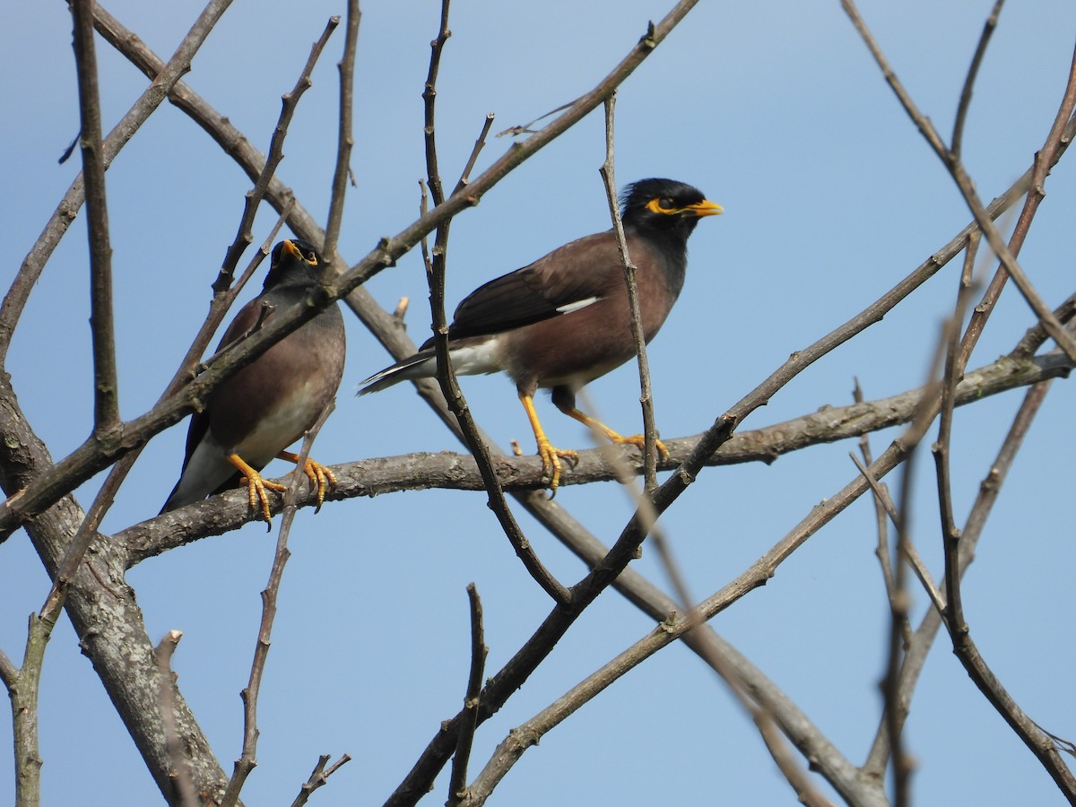 Майна - ML646440846