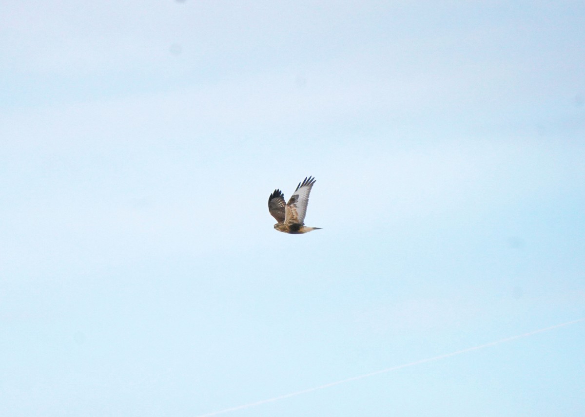 Зимняк - ML646440848