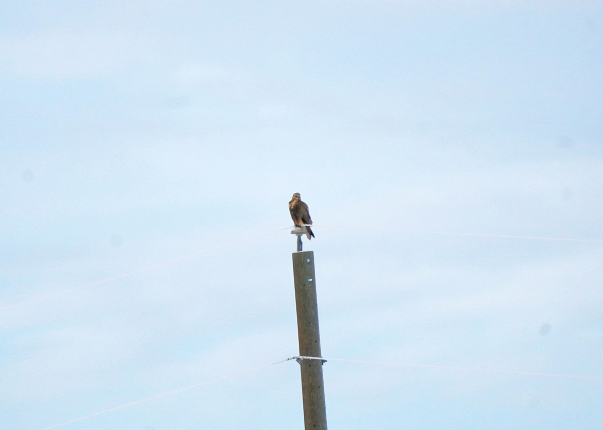 Зимняк - ML646440849