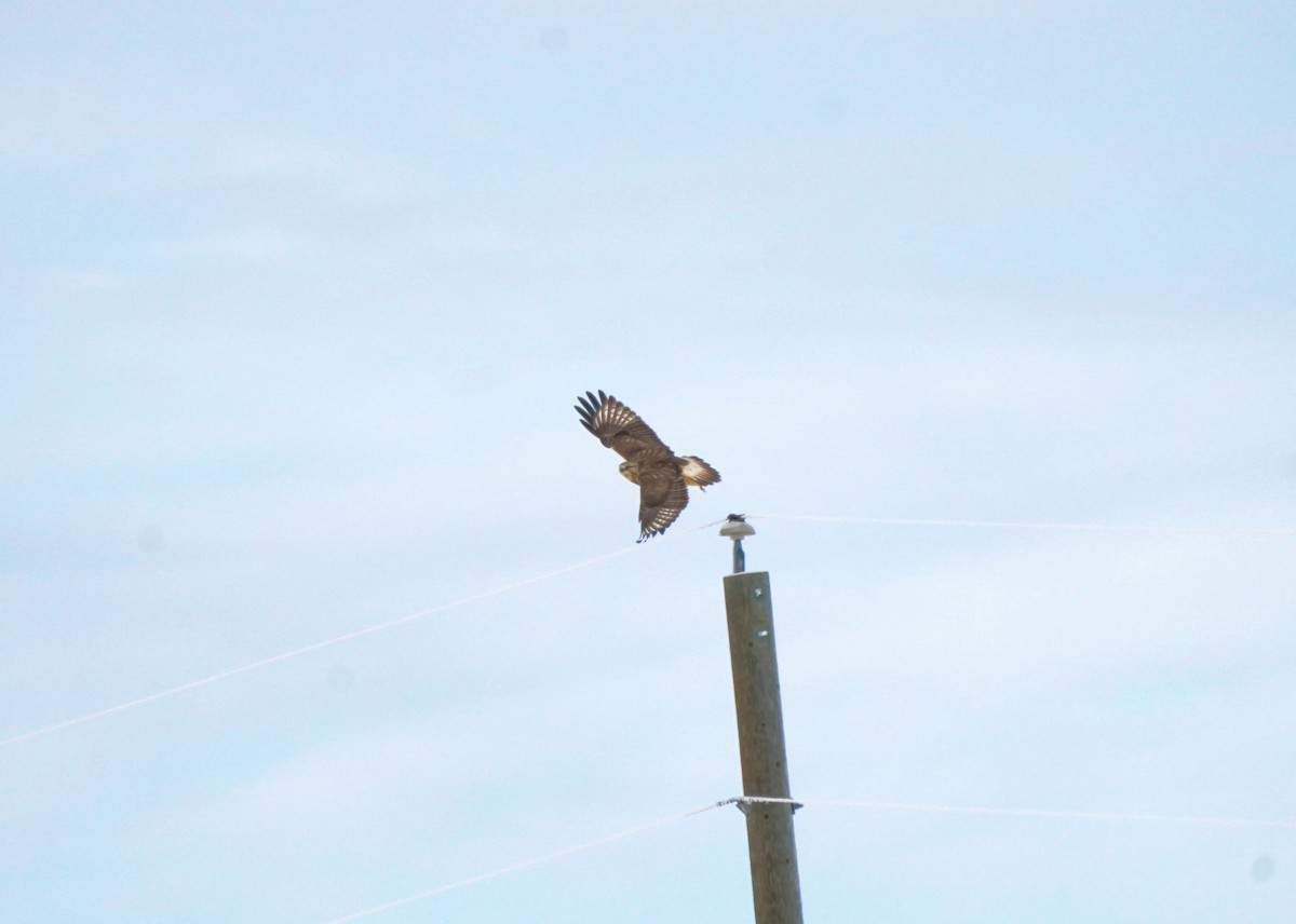 Зимняк - ML646440850