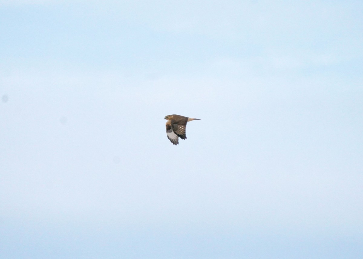 Зимняк - ML646440851