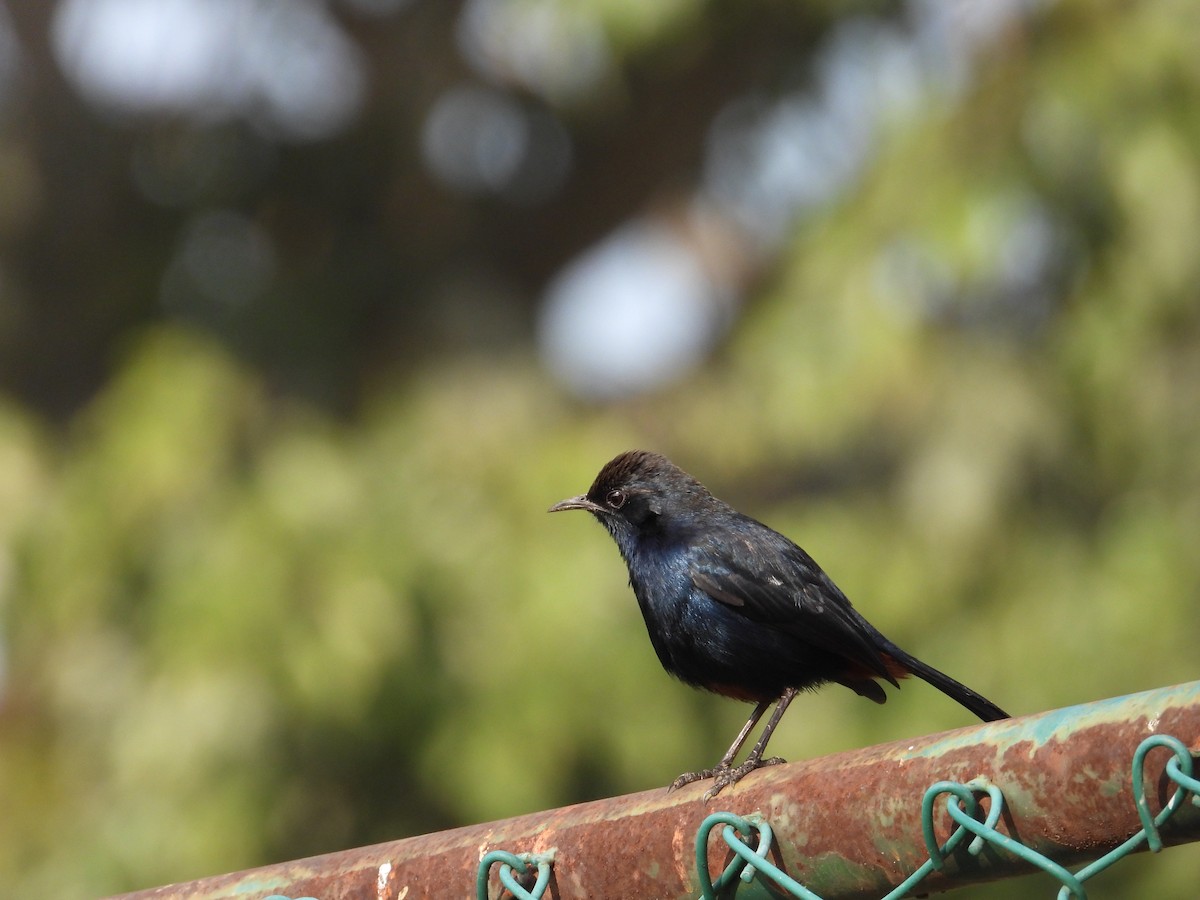 Рыжегузый шама - ML646440852