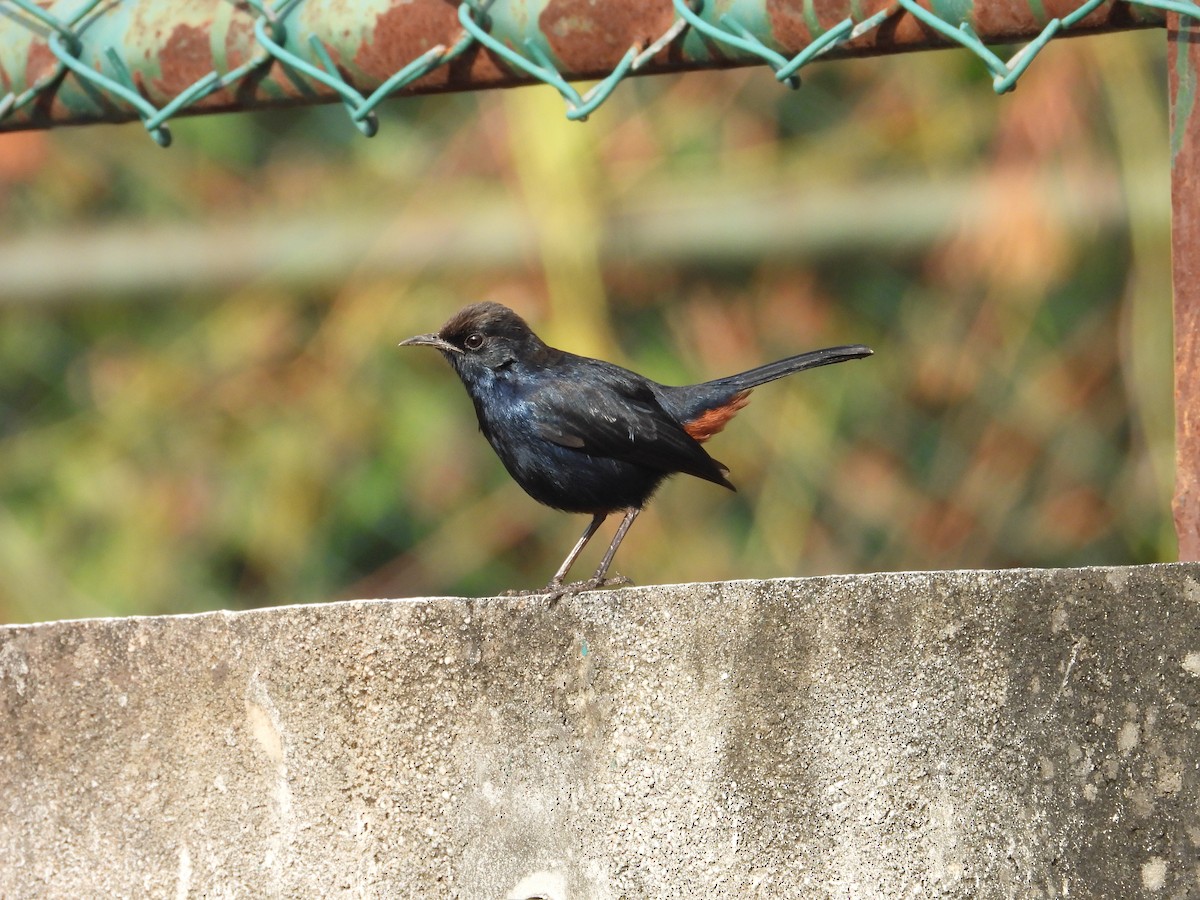 Рыжегузый шама - ML646440853