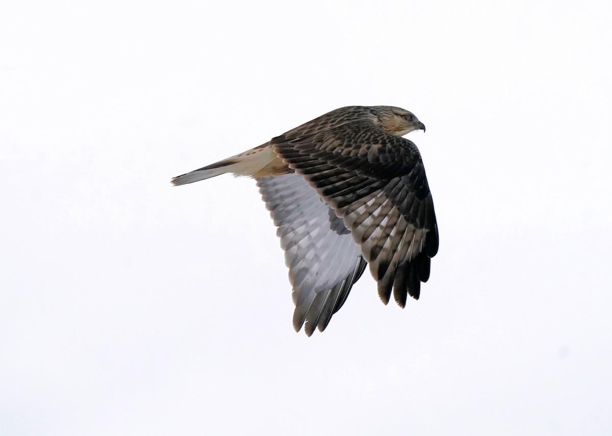 Зимняк - ML646440856