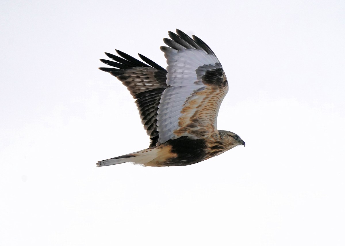 Зимняк - ML646440857