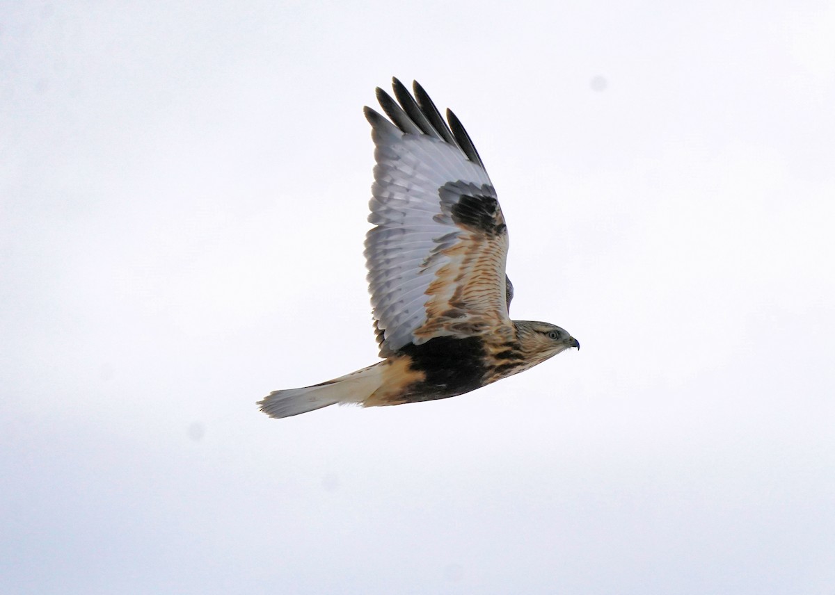 Зимняк - ML646440858