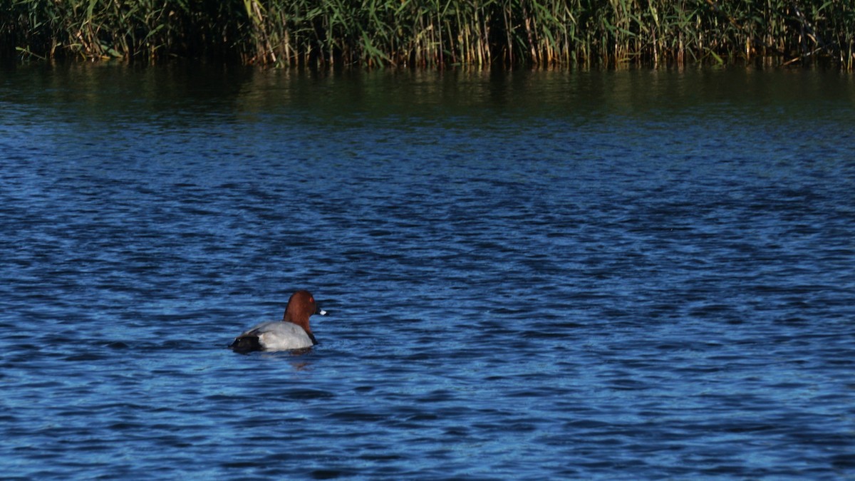 Красноголовый нырок - ML646440859