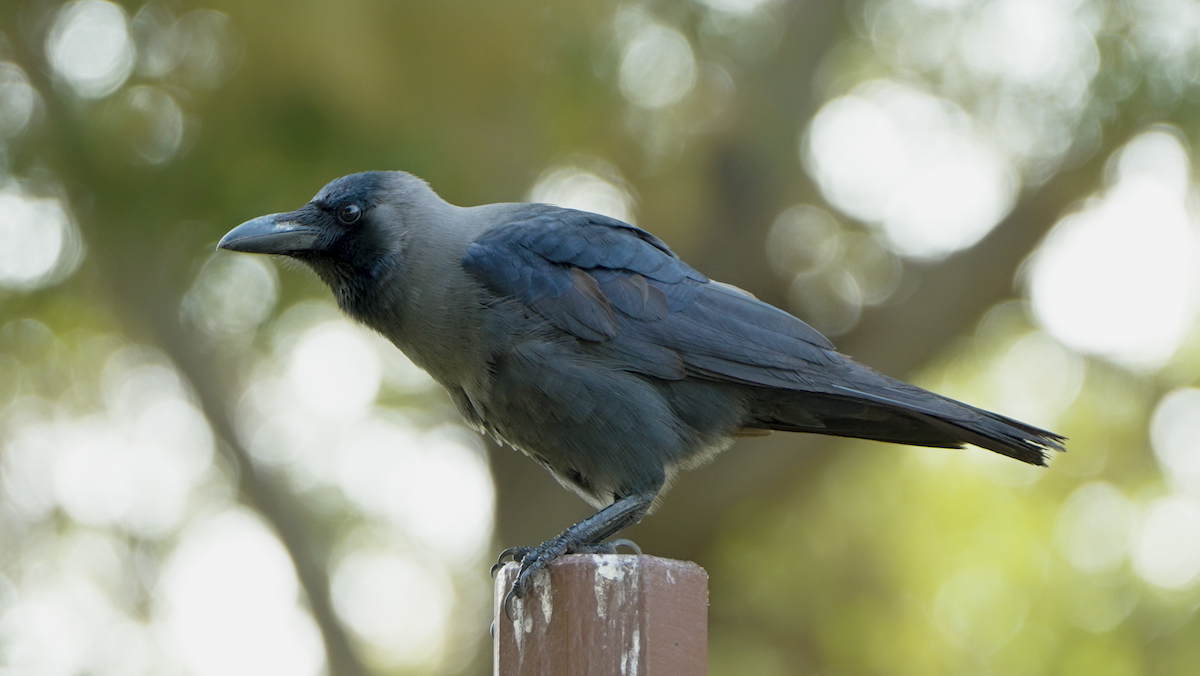 House Crow - ML646440862