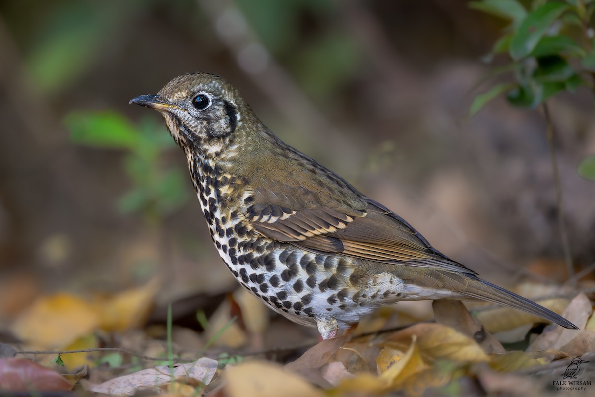 Chinese Thrush - ML646440868