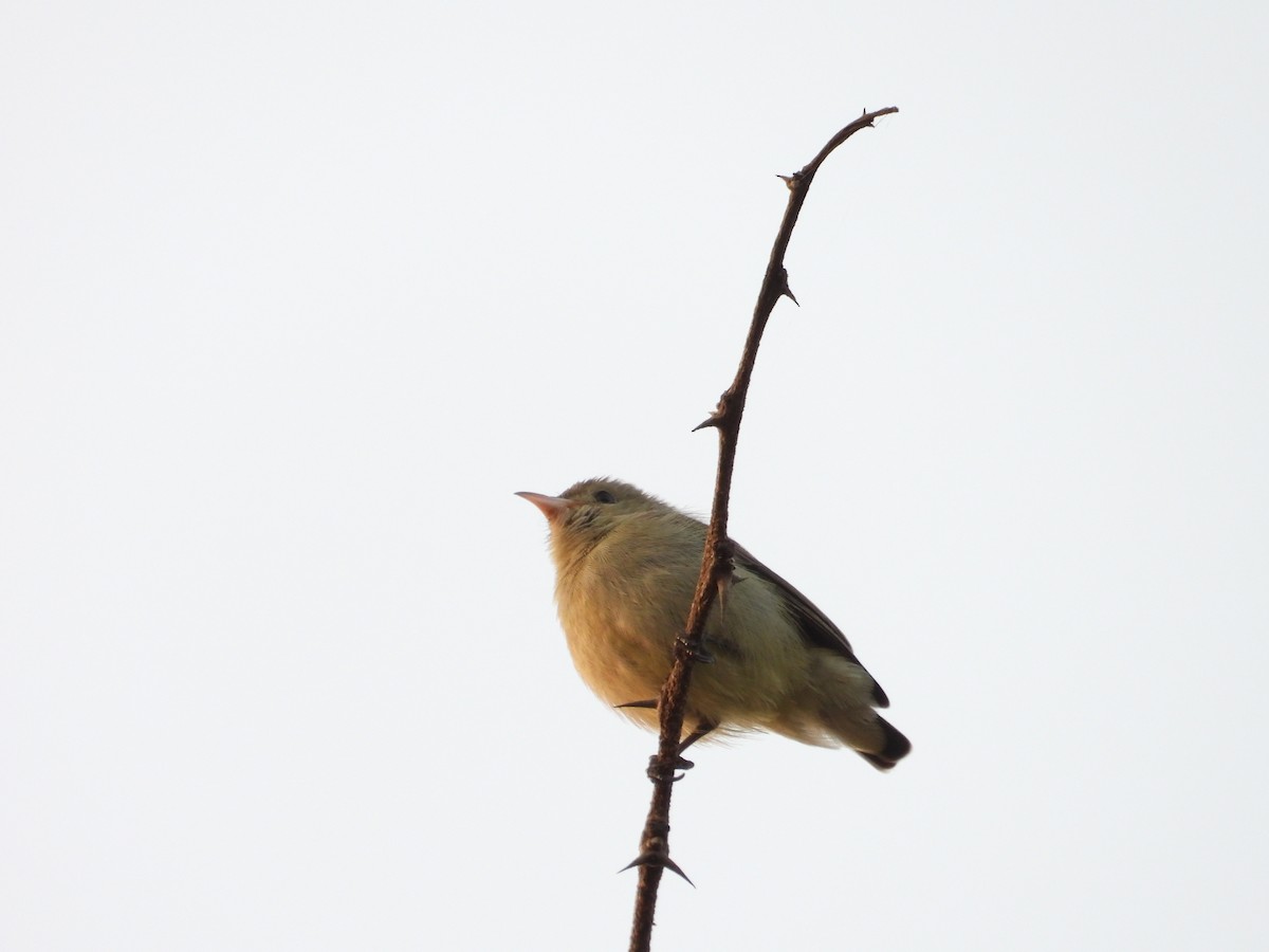 Pale-billed Flowerpecker - ML646440869