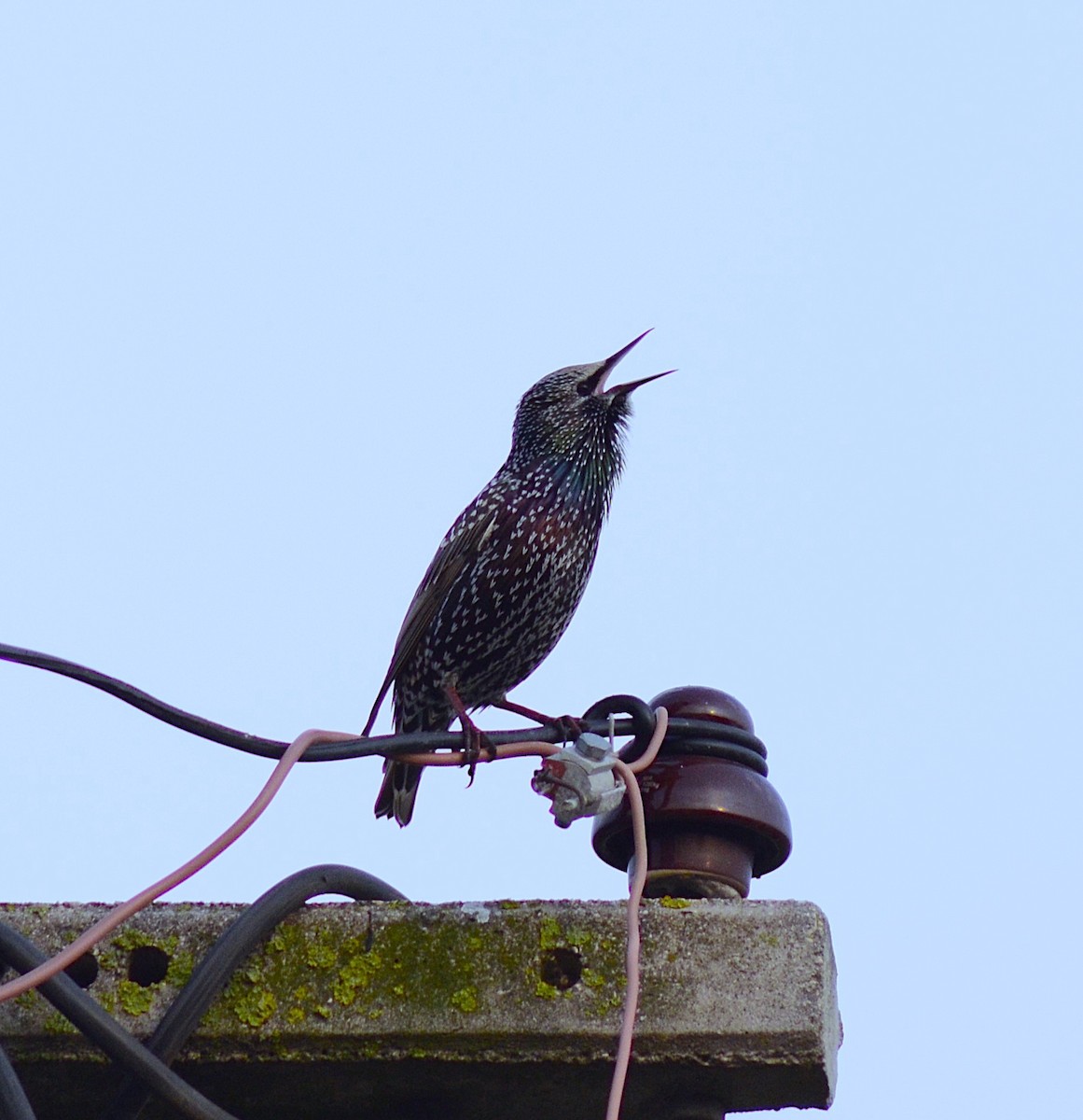 European Starling - ML646440871