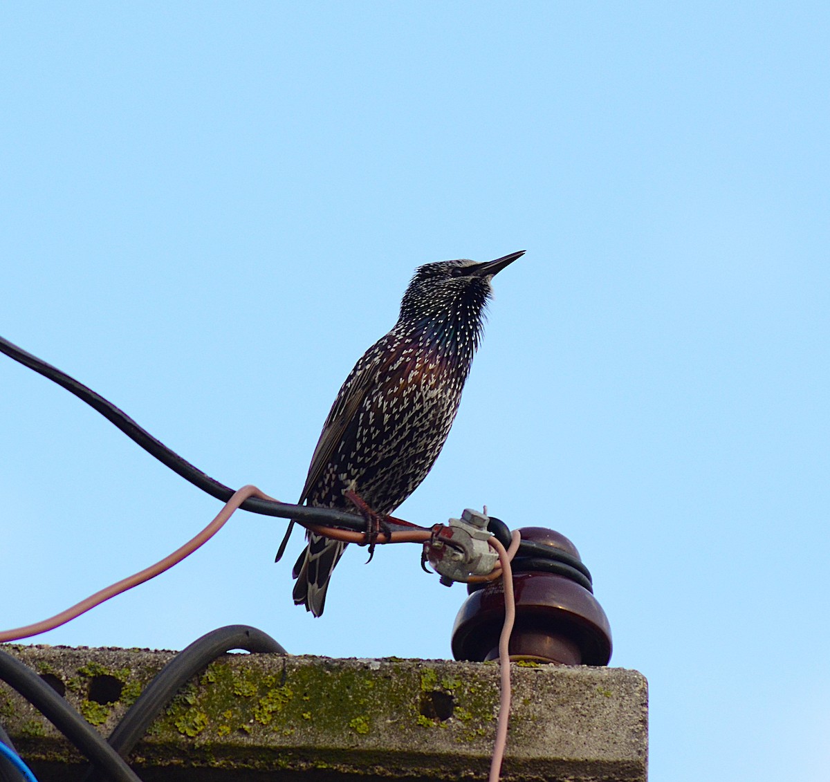 European Starling - ML646440872