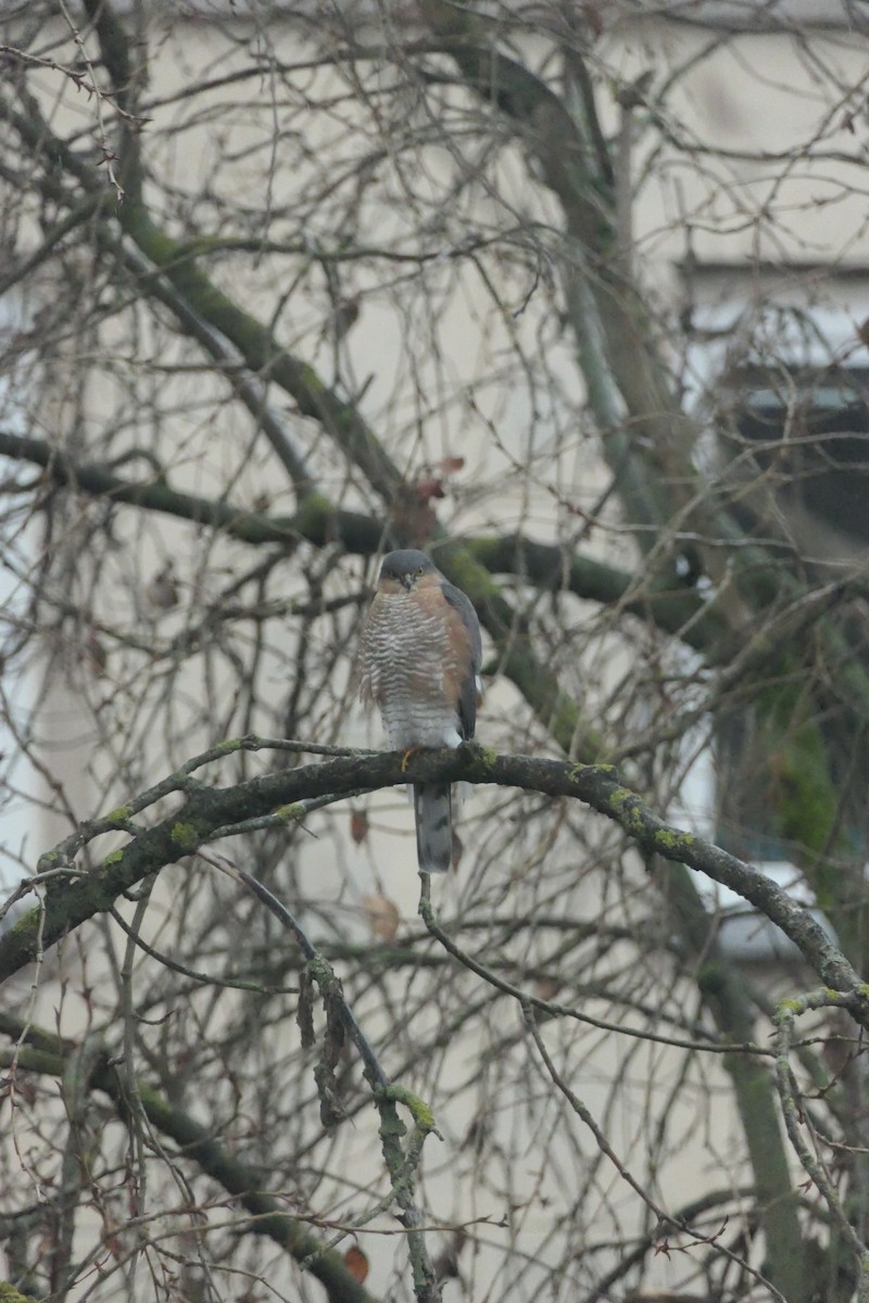 Eurasian Sparrowhawk - ML646440874