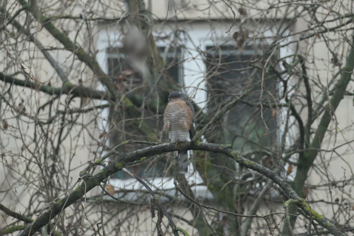 Eurasian Sparrowhawk - ML646440875