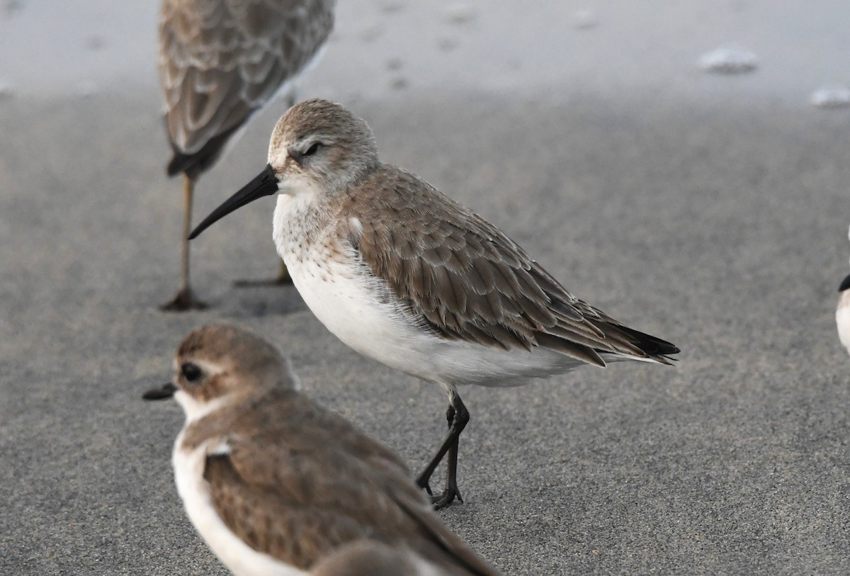 Хар элсэг - ML646440876