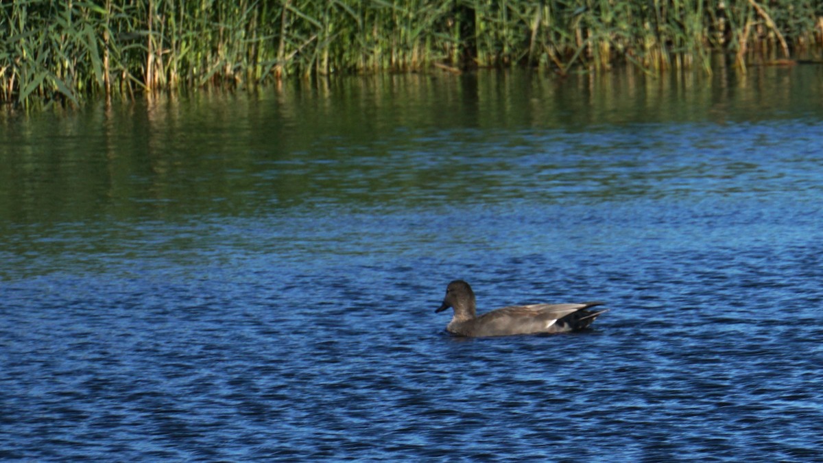 Gadwall - ML646440877