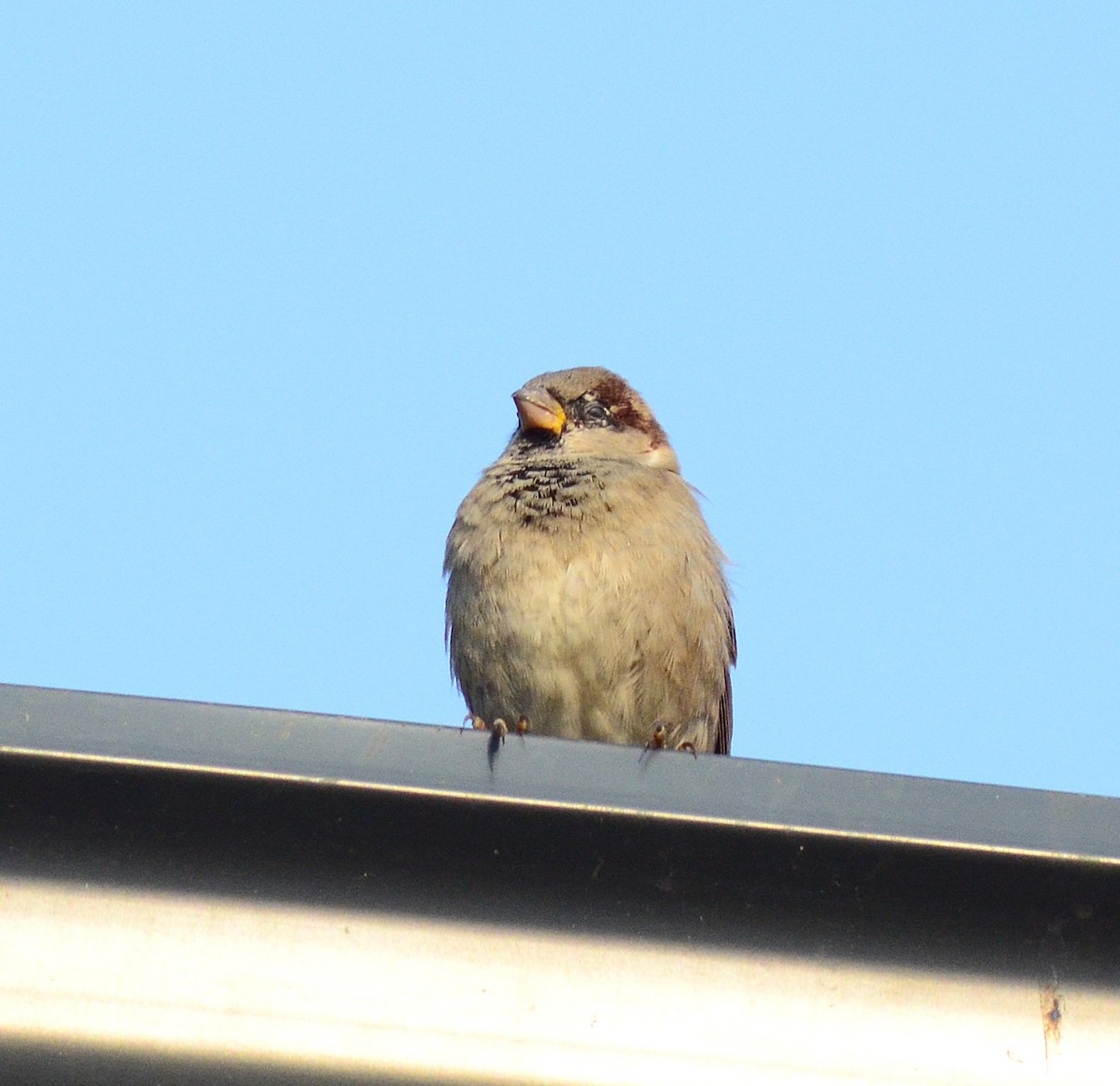 House Sparrow - ML646440878