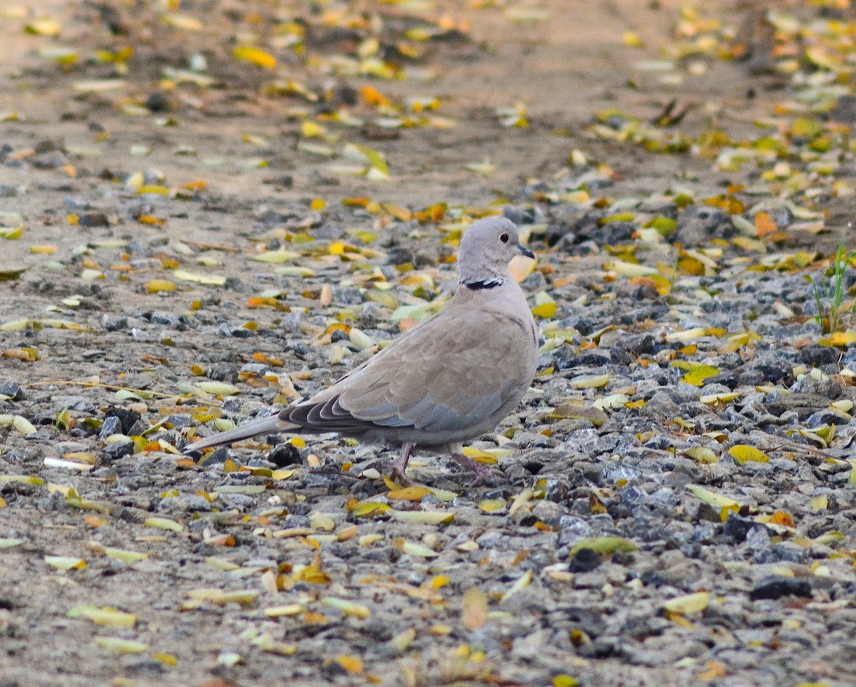 Eurasian Collared-Dove - ML646440879