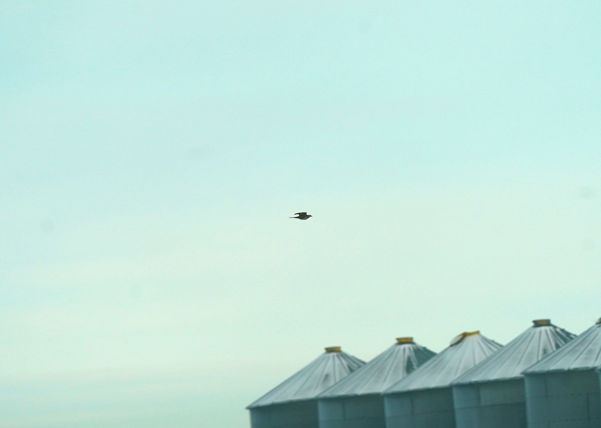 Eurasian Collared-Dove - ML646440880