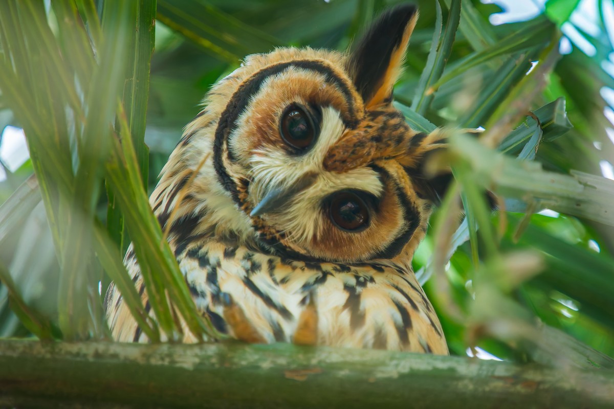 Striped Owl - ML646440881