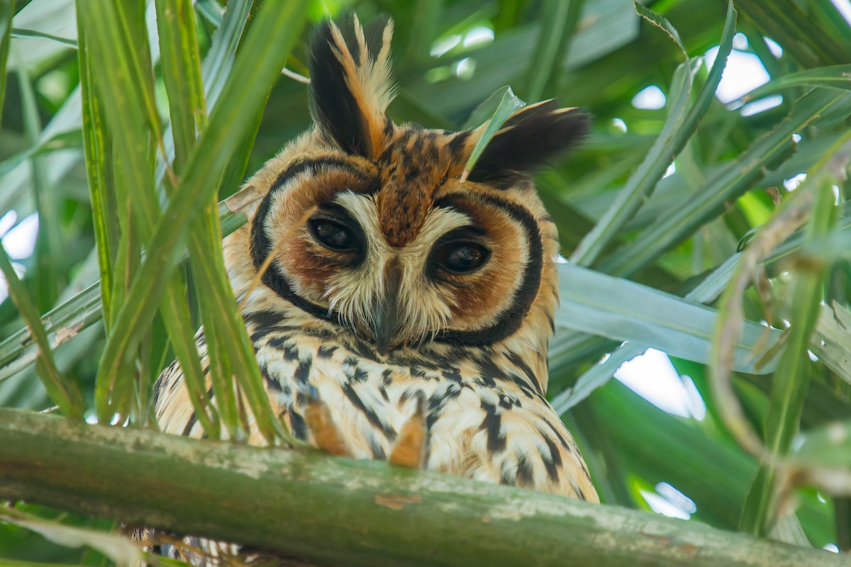 Striped Owl - ML646440882